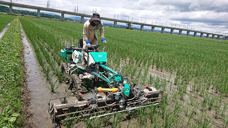 新型乗用除草機による除草作業4回目です。