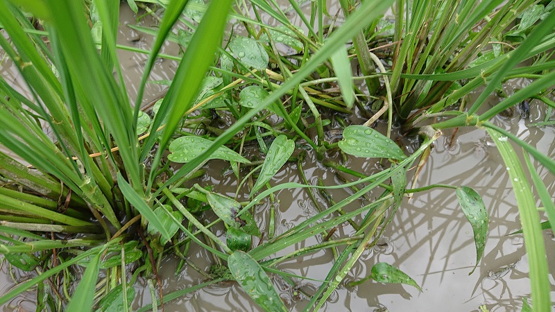 新型除草機で4回の除草も株間には草が残りました。