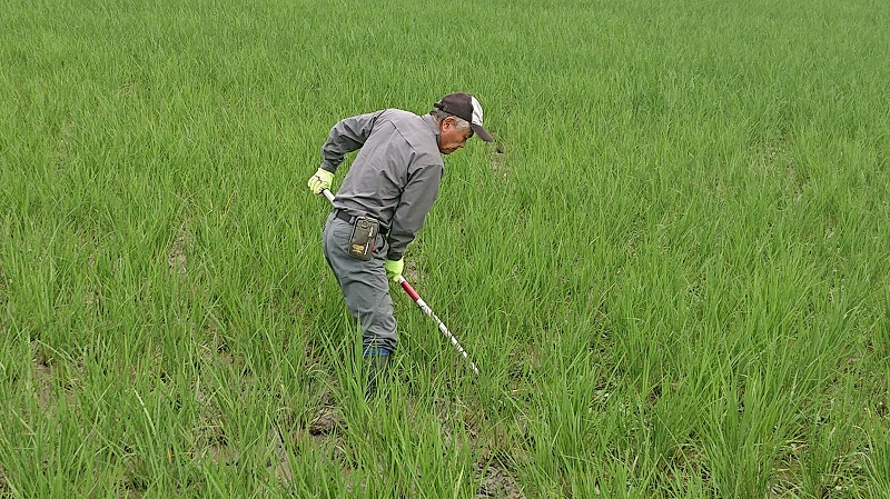 三角ホ―（鍬）での草取り作業です。