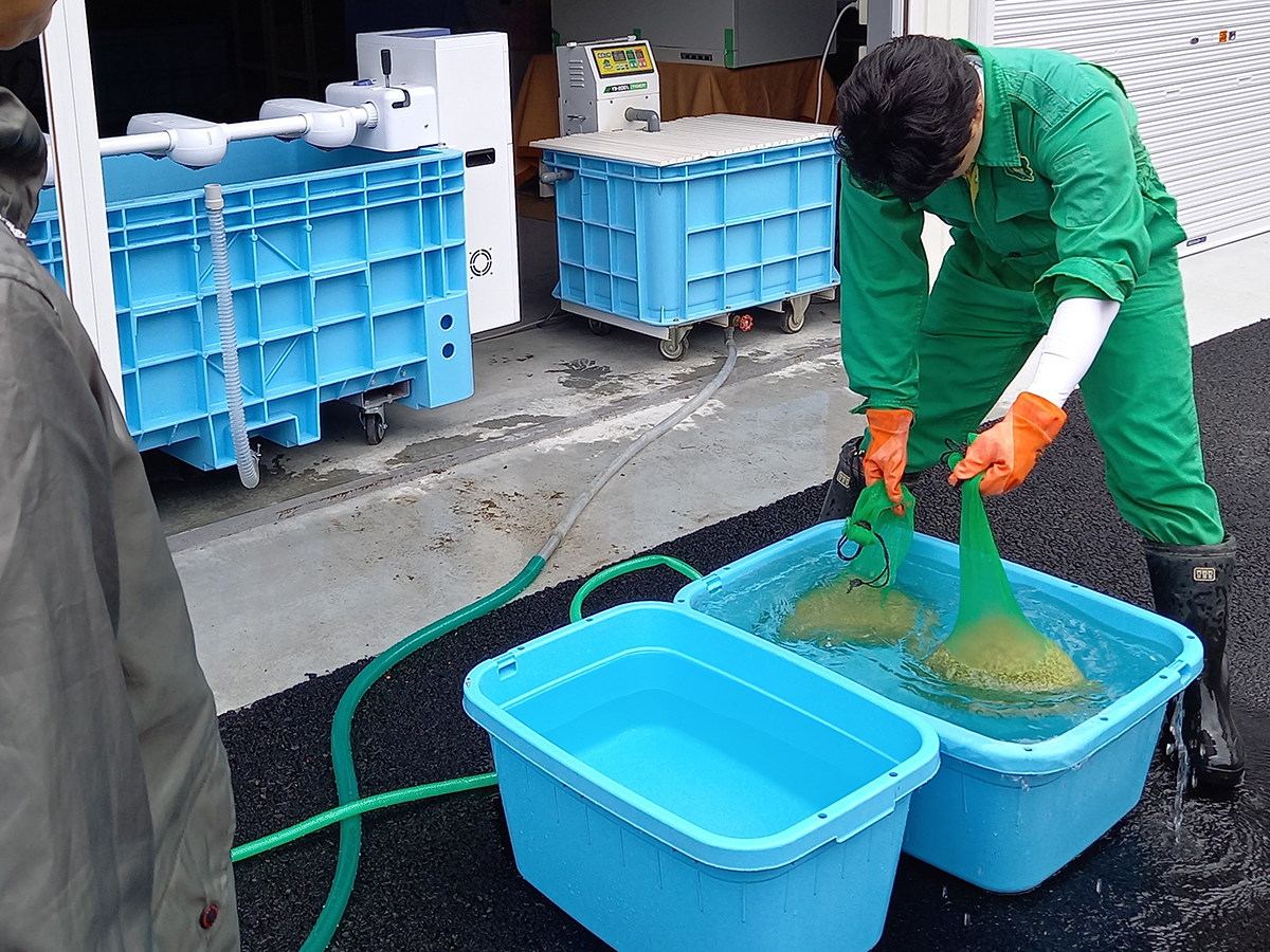 種籾の温湯消毒、種蒔き