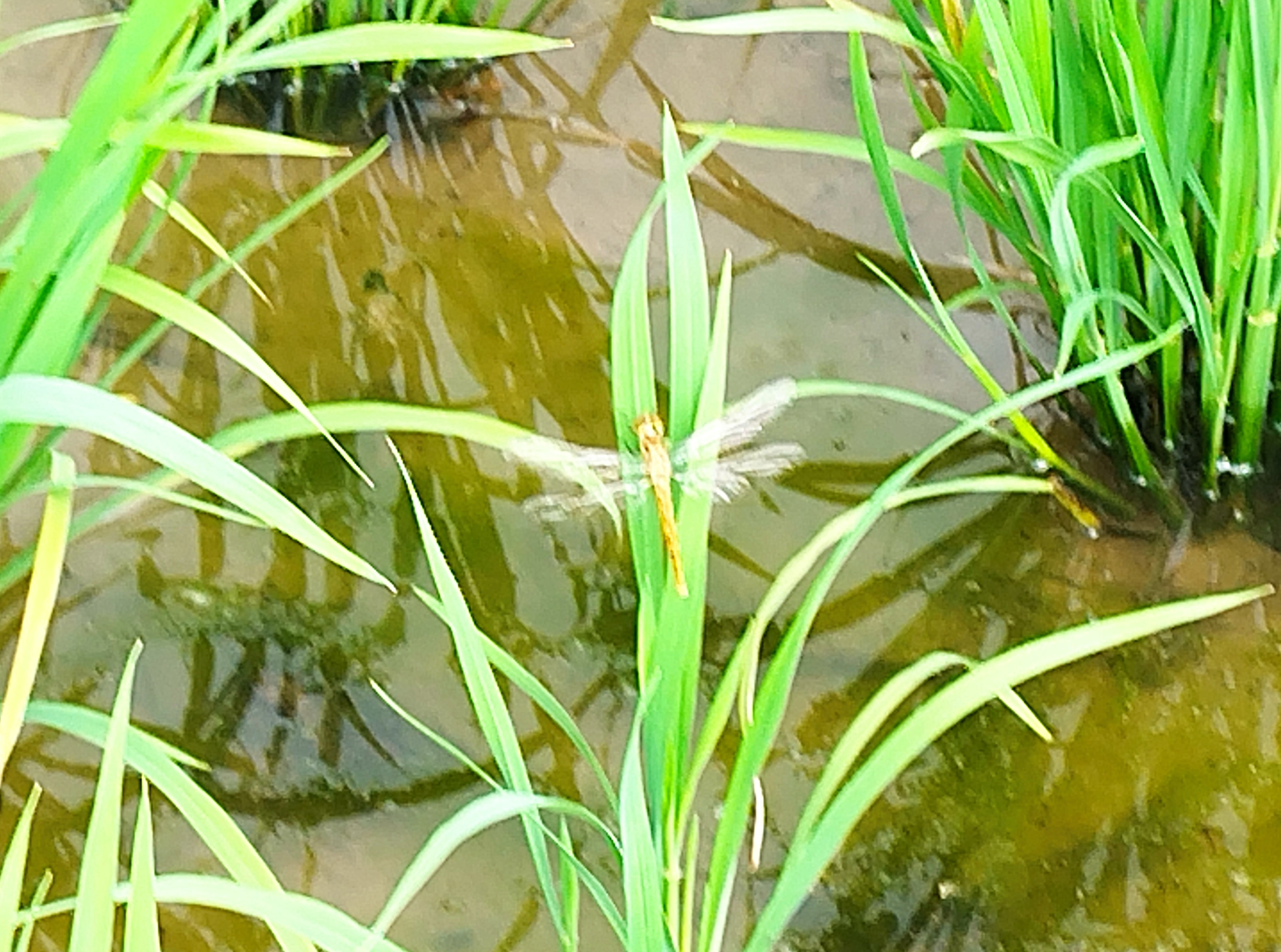 機械除草後に鴨