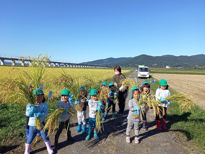 有機栽培コシヒカリ稲刈り