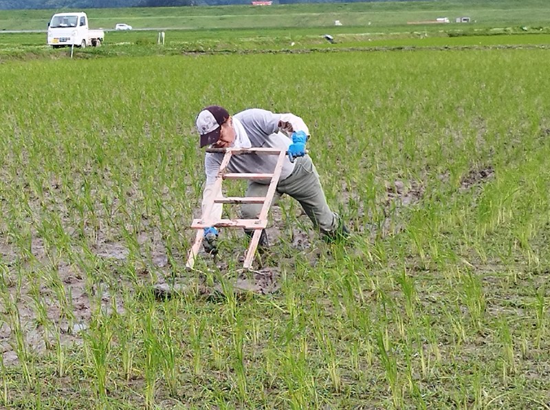 除草作業